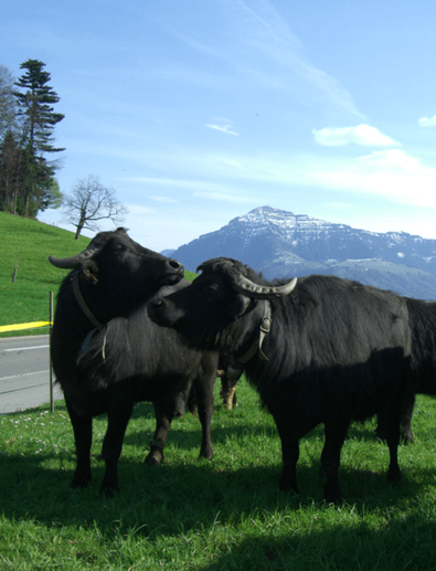 Büffel - Chäs-Hütte in Meierskappel